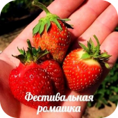 Клубника "Фестивальная ромашка" 
