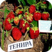 Клубника "Тенира" 